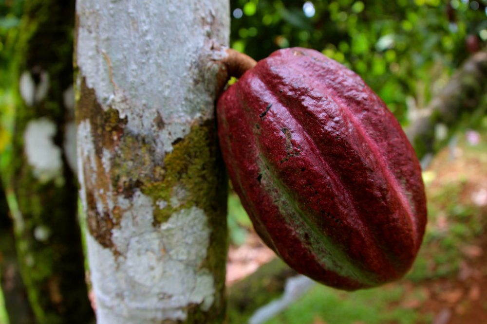 Cocoa Pod